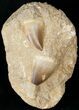 Two Mosasaur (Prognathodon) Tooth In Matrix #14256-1